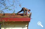 Dachbegrünungspflege